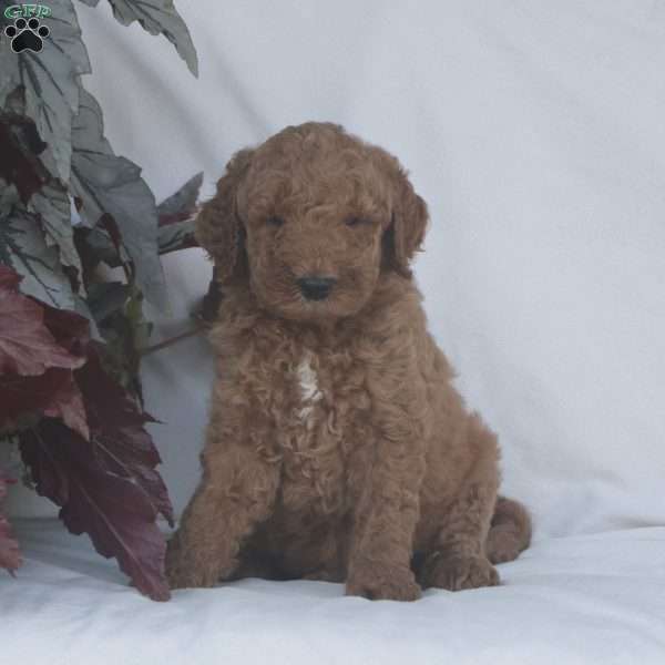 Hunter F1B, Goldendoodle Puppy